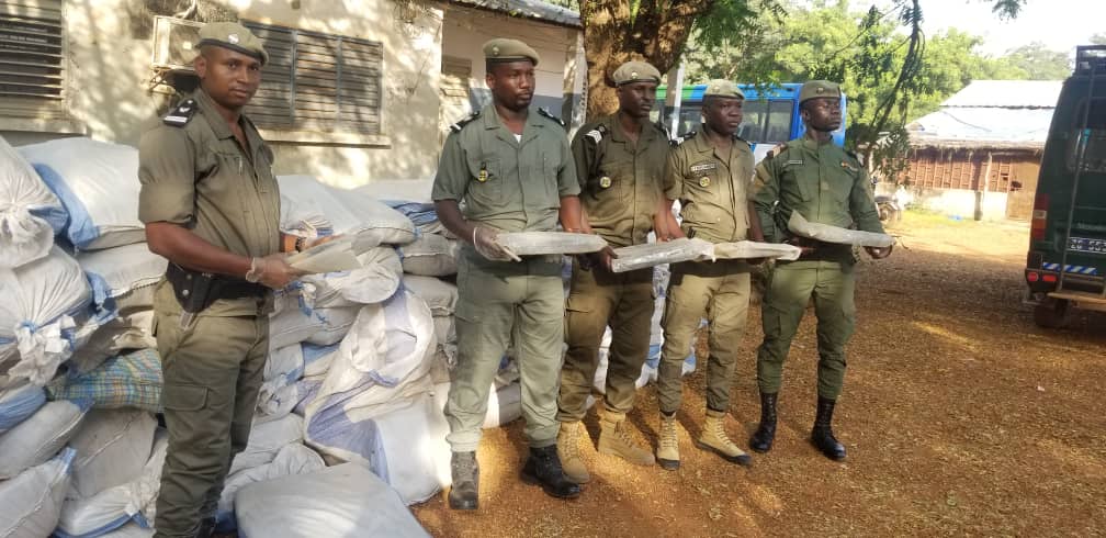 Seizure: 1440 kg of Indian hemp seized by the Moussala Kédougou Customs Brigade